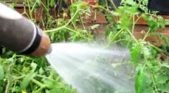 Кога, како и како да се обработи стаклена градина за да се ослободи од tly